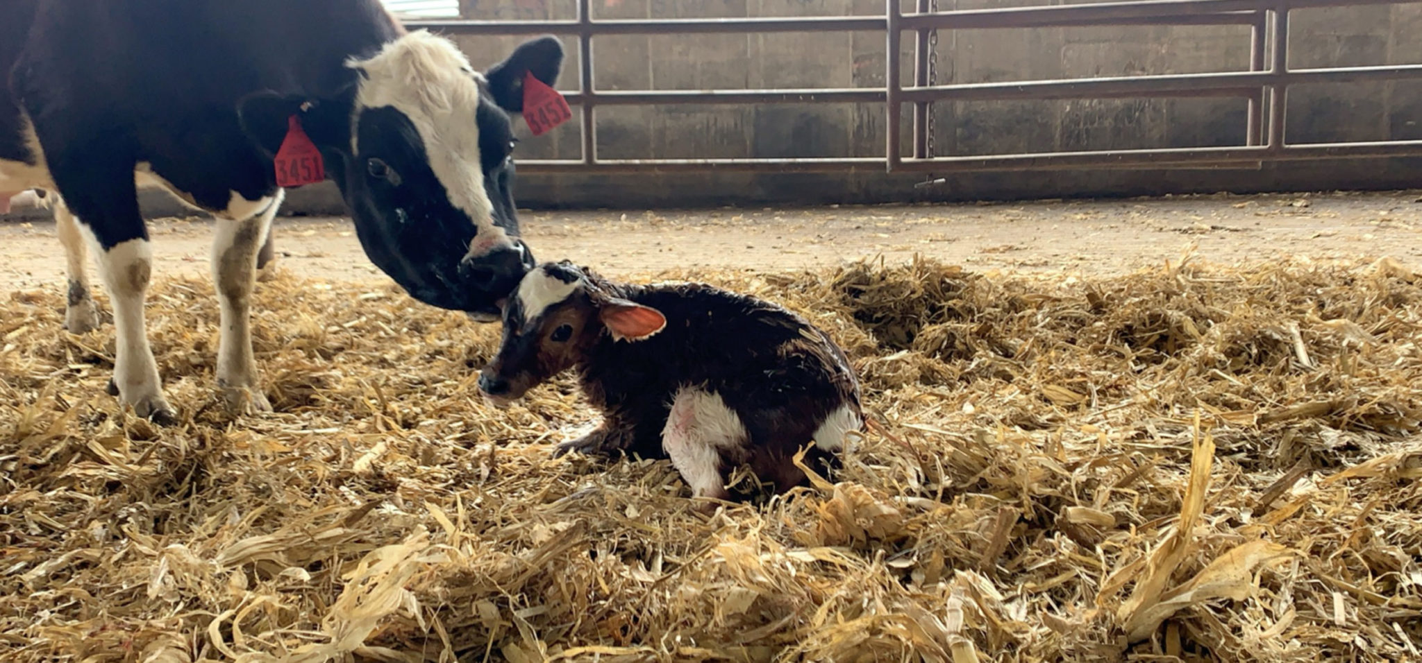 Feeding Colostrum; The Future is Now!